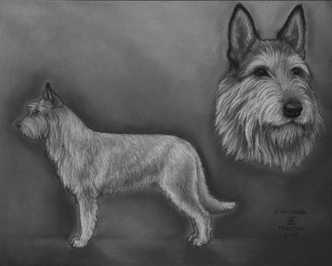 Dog Images